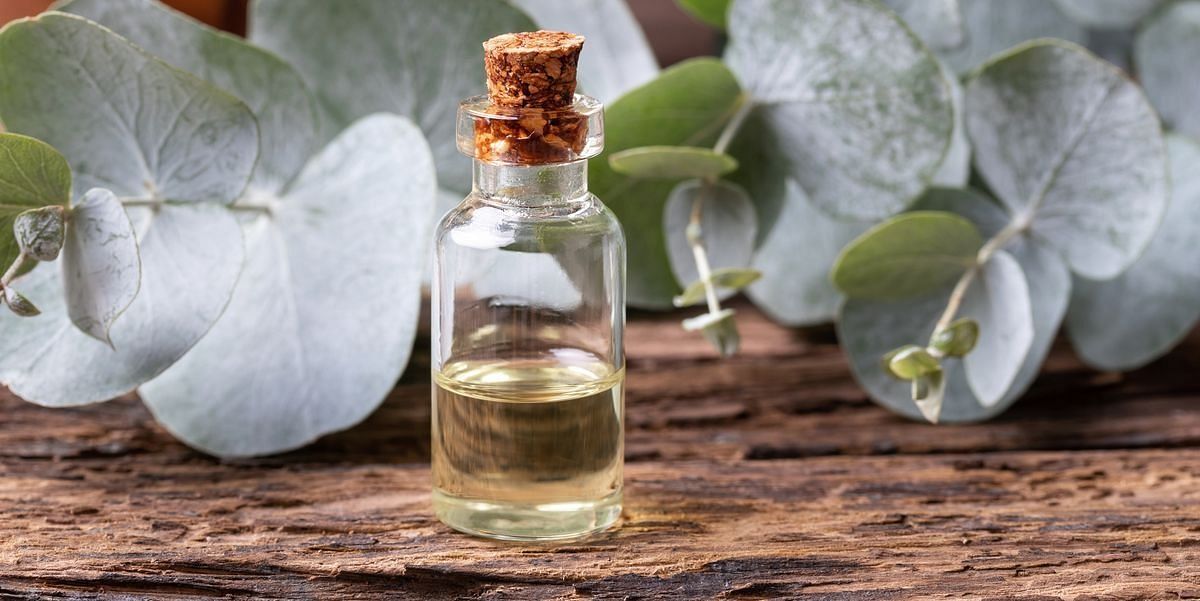 Uses of eucalyptus oil (Image via Getty Images)